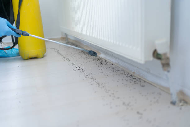 Trusted Barnwell, SC Pest Control Experts