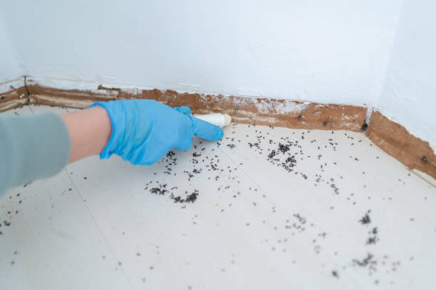 Best Best Pest Control Companies  in Barnwell, SC